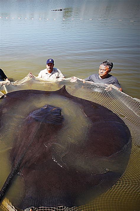 huge freshwater fish|Enormous stingray sets world record for largest .